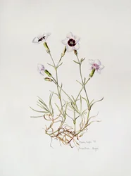 Dianthus 